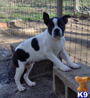 Puppies in OK
